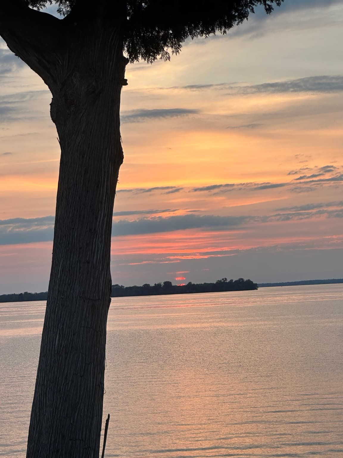 Soft sunset framed by a lakeside tree at Pillar Point Reserve